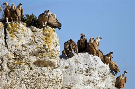 Combien Y A T Il De Vautours En France