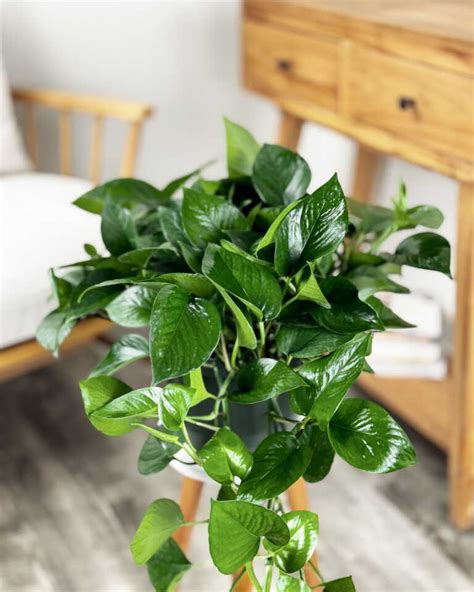 Jade Pothos Plantvine