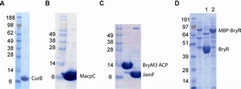 Sds Page Analysis Of Purified Proteins Apparent Molecular Weight Of