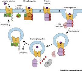 Emerging Paradigms Of G Protein Coupled Receptor Dephosphorylation