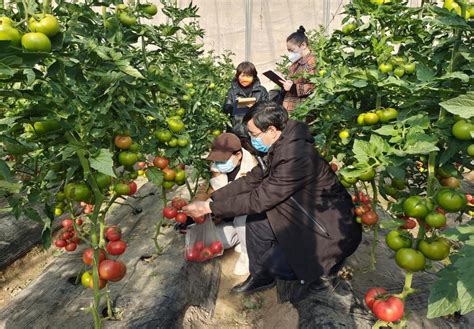 三抓三促”巾帼在行动】巾帼科技助农 赋能乡村振兴澎湃号·政务澎湃新闻 The Paper