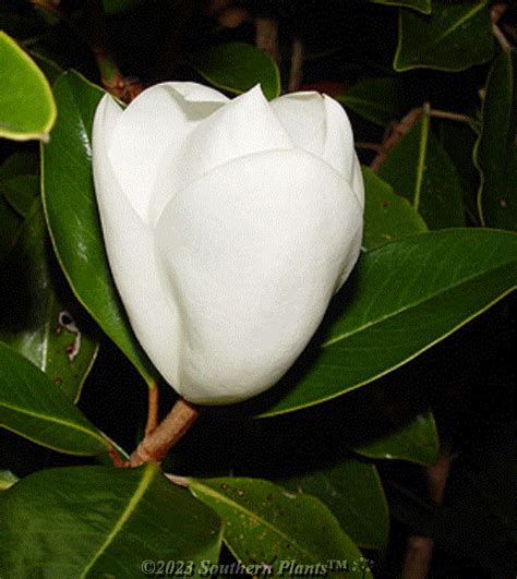 Magnolia Little Gem 180MM - Southern Plants