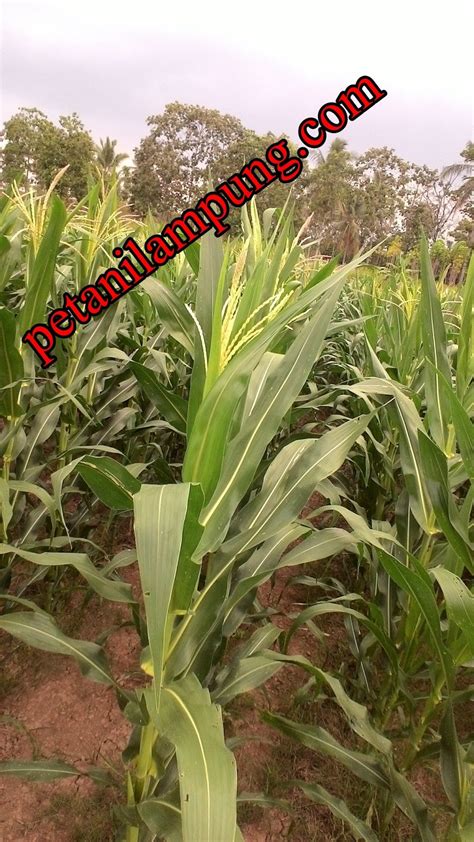 Gambar Hama Penyakit Tanaman Jagung Pengendaliannya Gambar Pohon