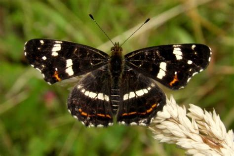 Map Butterfly Araschnia Levana Identification Guide