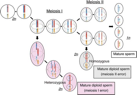 Schematic Representation Of The Development Of Mature Sperm And Diploid