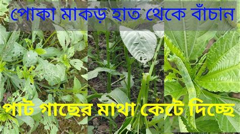 পাট চাষের রোগ পোকা ও পাট গাছের মাথা কাটা পোকা দমন Youtube