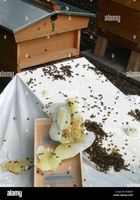 Hiving A Swarm Of Honey Bees Stock Photo Alamy