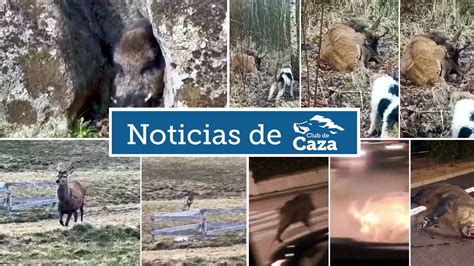 Noticias Semanales De Club De Caza