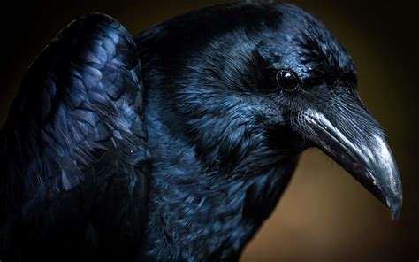 Majestic Raven Stunning Hd Wallpaper