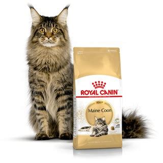 Jual Royal Canin Adult Maine Coon Mainecoon Kg Cat Dry Food Makanan