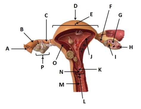 Female View 2 Reproductive System Flashcards Quizlet