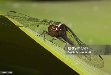 246 Guyana Wildlife Stock Photos, High-Res Pictures, and Images - Getty Images