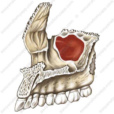 Anatomy of the paranasal sinuses – Easy Anatomy 3D