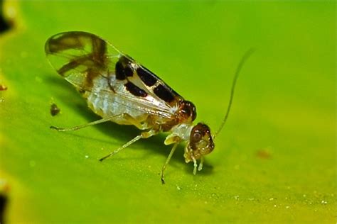 Graphopsocus Graphopsocus Cruciatus Bugguide Net