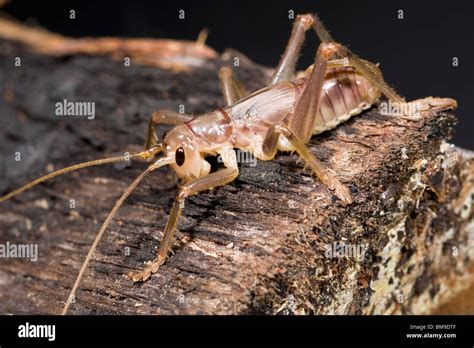 Gryllacrididae Camel Crickets