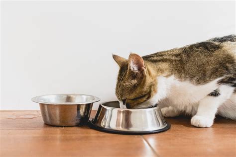 The Very Best Cat Diet According To Vets Trusted Since 1922