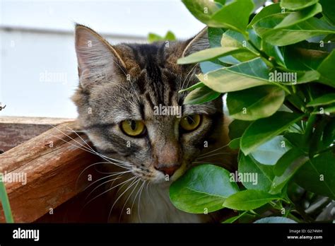 A Handsome Male Cat Hiding Behind A Bush In The Garden Stock Photo Alamy