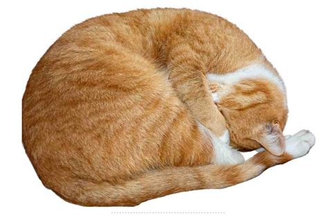 Why Do Cats Sleep In A Ball We Want To Know