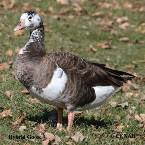 Hybrid Geese - North American Hybrid Geese - Birds of North America