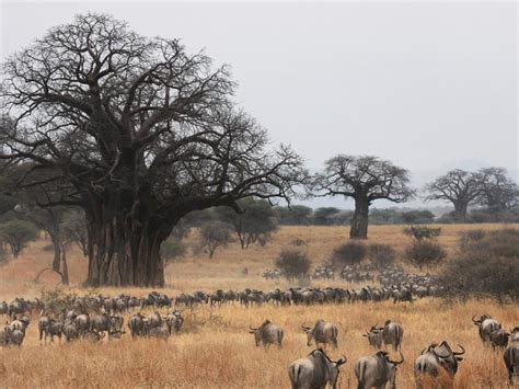 Tarangire National Park | Luxury Trips