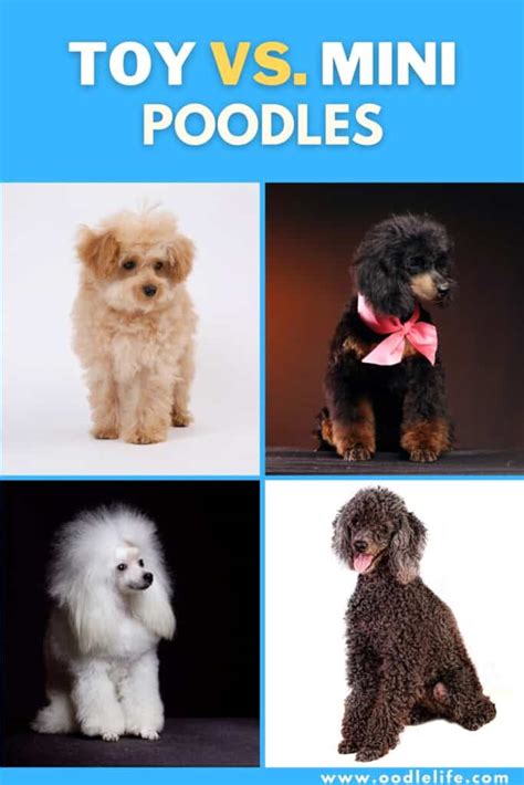 Whats The Difference Between A Toy And Miniature Poodle