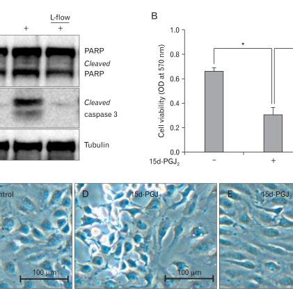 Laminar Flow Inhibits D Pgj Induced Endothelial Apoptosis Confluent