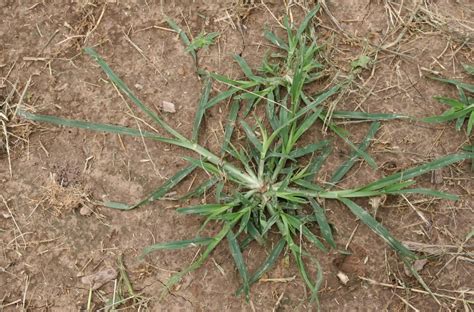 Goosegrass // Mizzou WeedID