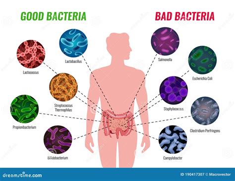 Good and Bad Bacteria Poster Stock Vector - Illustration of mental ...