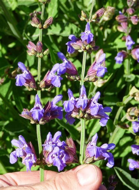 Common Sage / Salvia officinalis / Edible Flowers | Sage plant, Plant ...