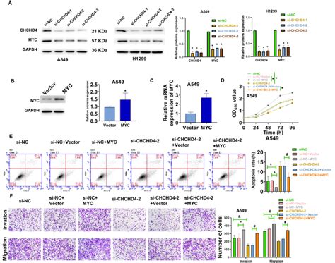 Knockdown Of CHCHD4 Inhibited The Progression Of LUAD Via Suppressing