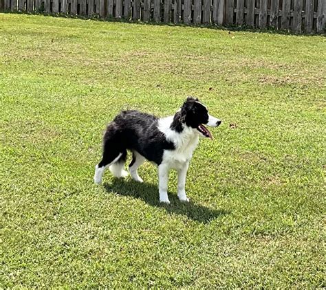 Border Collie Puppies For Sale