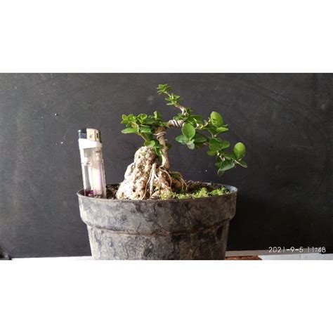 Jual Bonsai Sancang Mame On The Rock Shopee Indonesia