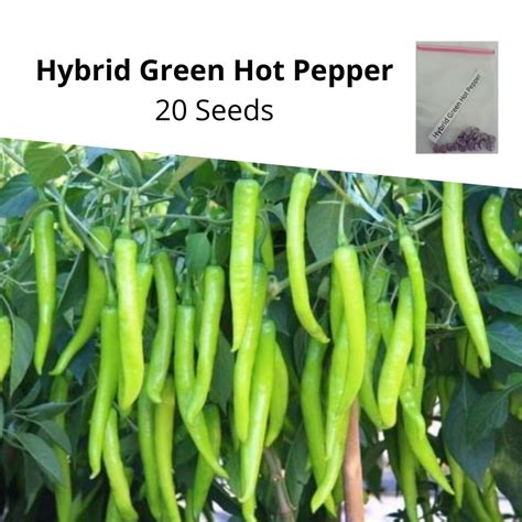 F Hybrid Green Hot Pepper Seeds Shopee Philippines