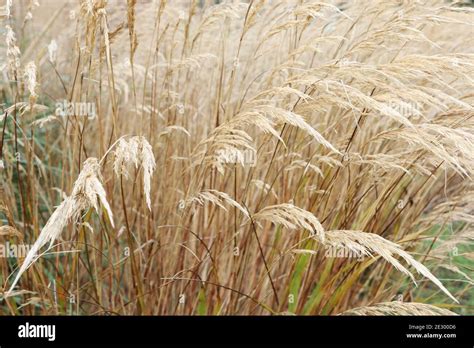 Miscanthus Sinensis Stock Photo Alamy