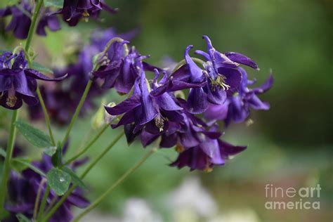 Purple Columbine Flower