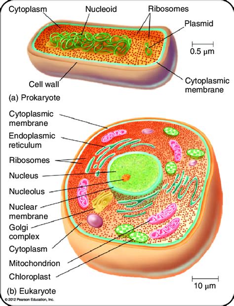 Cell Structure Of A Bacteria And The Archaeans And B Eukaryotic Download Scientific Diagram