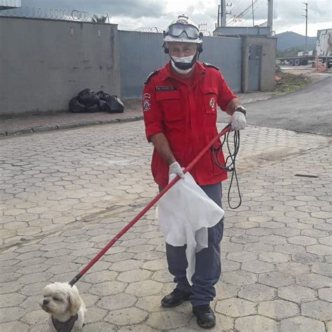 C Ozinho Resgatado Ap S Ficar Preso Em Bueiro Penha Online