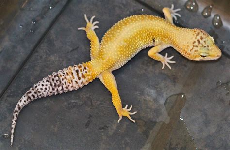 My First Leopard Gecko Hatchlings!!! | For the Love of Nerd