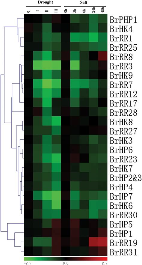 Genome Wide Identification Phylogeny Duplication And Expression