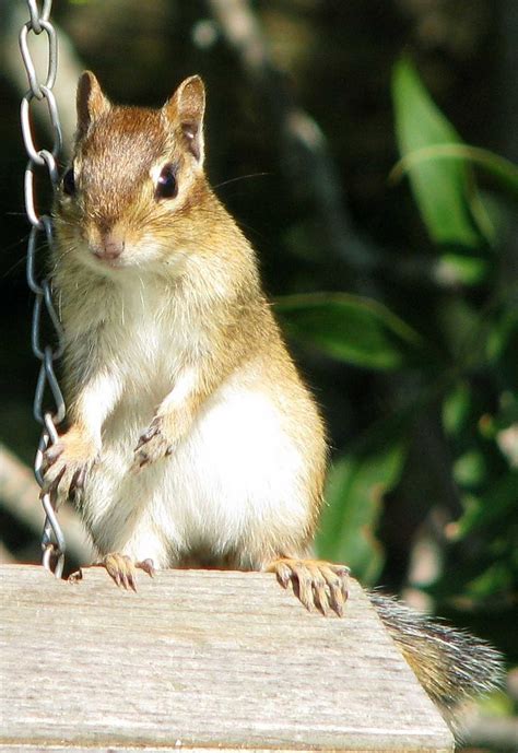 Eastern chipmunk,tamias striatus,largest chipmunk species,moneymore,ontario - free image from ...