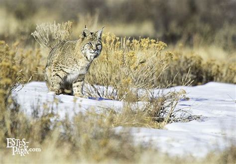 Bobcat In Rocky Mountain National Park Rocky Mountain National Park