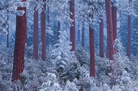 Silent Night : Deschutes Forest, OR : Art in Nature Photography