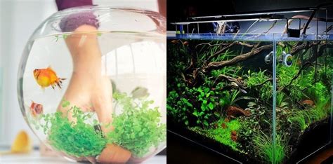 8 Cara Membuat Aquascape Sederhana Di Rumah Mudah Kok