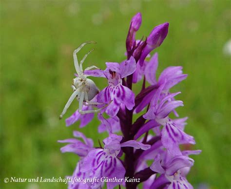 Veränderliche Krabbenspinne NGID2101746232 naturgucker de