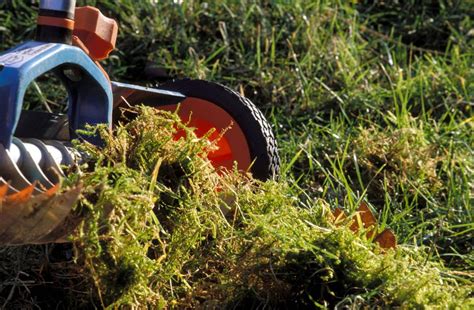 Rasen vertikutieren In fünf Schritten zum gepflegten Rasen