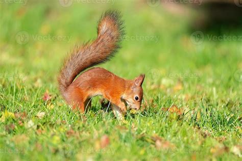 Squirrel In The Park 13427892 Stock Photo At Vecteezy