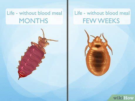 How Long Can Bed Bugs Live Without A Host