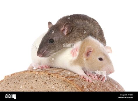 Rats Hi Res Stock Photography And Images Alamy