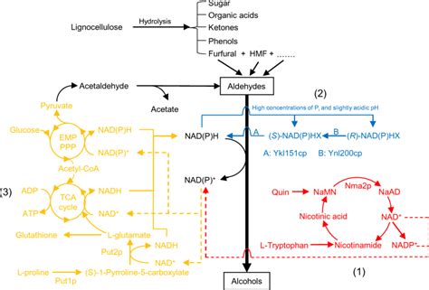 Supply Pathways Of Nadph Cofactors For Reduction Of Aldehydes Download Scientific Diagram