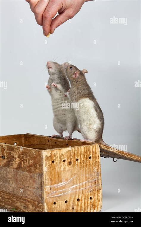 Brown White Rats Hi Res Stock Photography And Images Alamy